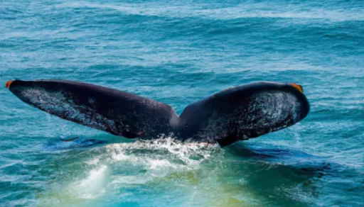 Dicas da temporada de baleias na costa do Brasil